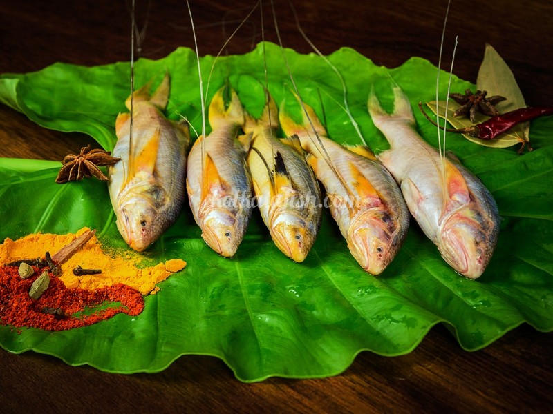 Buy Topshe/Mango Fish