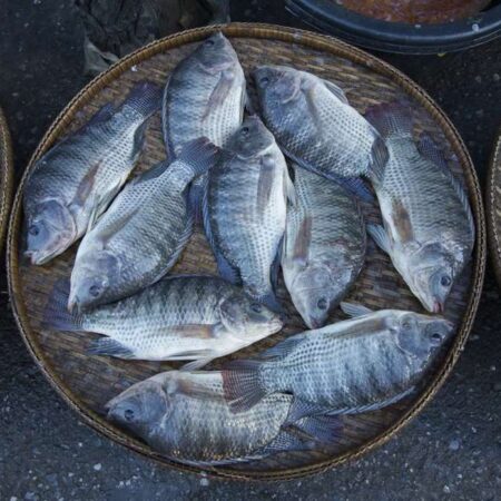 Buy Tilapia Fish Online