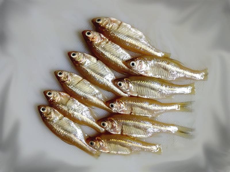 Buy fresh Buy Desi Mourala Fish Onlinemourala online