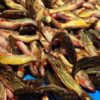 Buy desi tangra fish