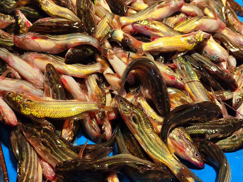 Buy desi tangra fish
