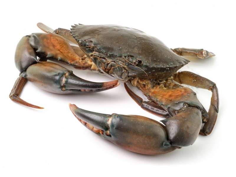 large crab