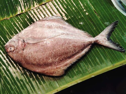 pomfret black
